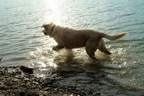 Tromping Through the Water